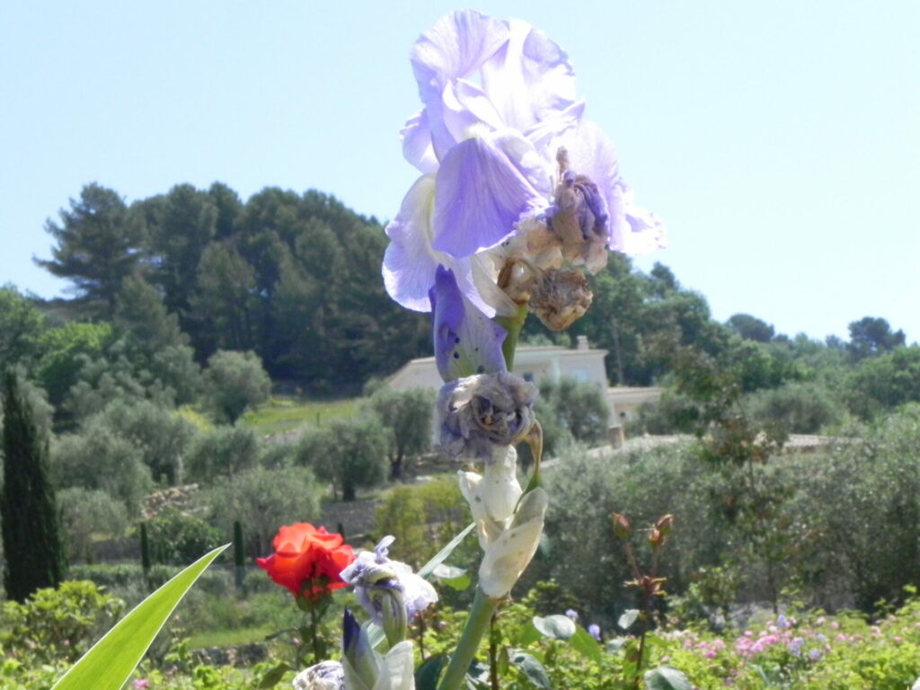イリス（IRIS）　の花と根茎をモチーフにした、イリス香料の世界をイメージさせるビジュアル
