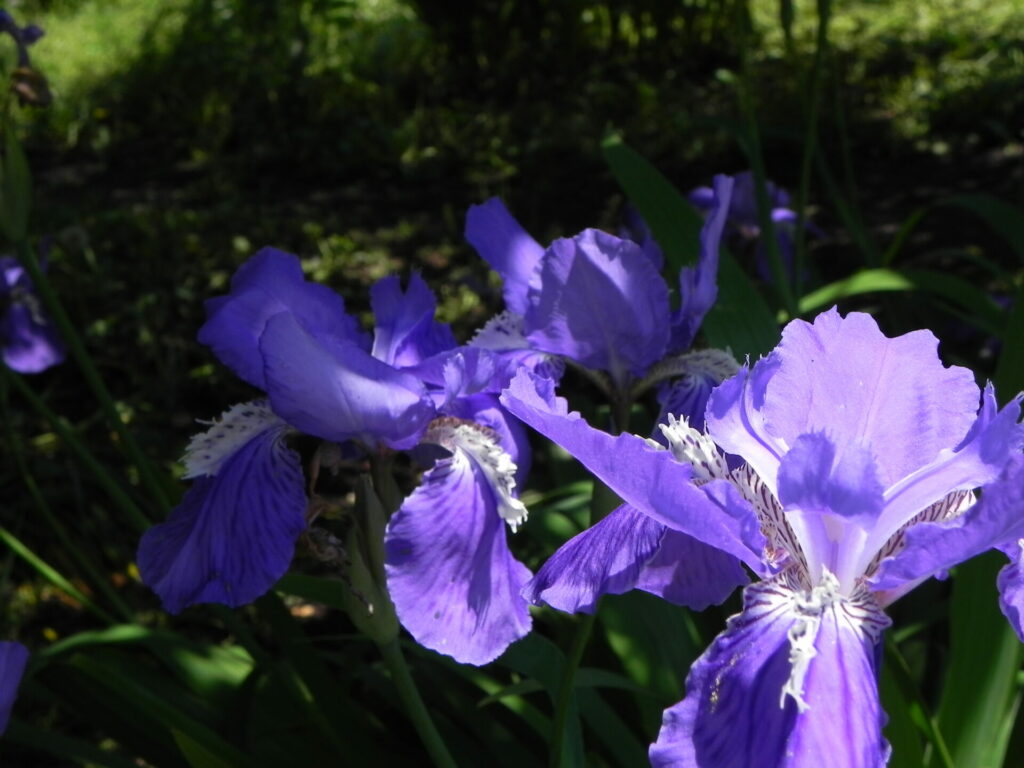 イリス（IRIS）　の花と根茎をモチーフにした、イリス香料の世界をイメージさせるビジュアル