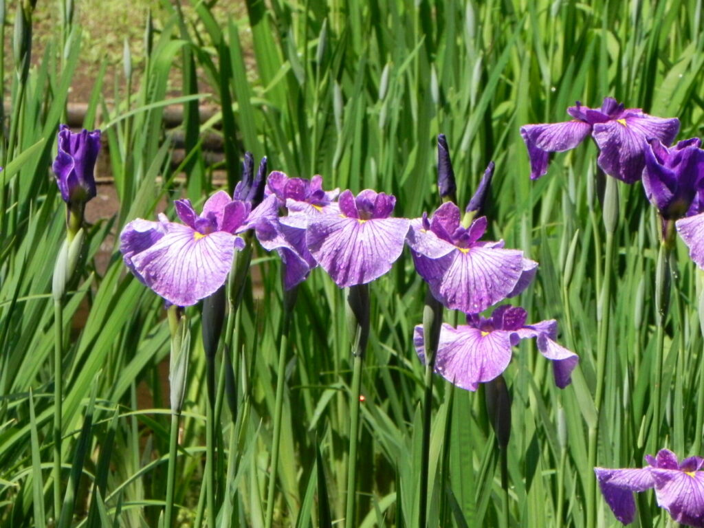 イリス（IRIS）　の花と根茎をモチーフにした、イリス香料の世界をイメージさせるビジュアル