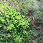 苔に覆われた樹皮の表面、湿り気と細かな質感を感じさせる