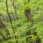 A serene view inside a dense Japanese forest with lush green foliage covering towering oak trees under natural light.