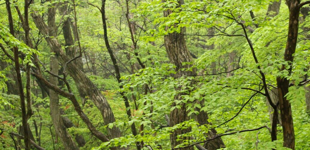 A serene view inside a dense Japanese forest with lush green foliage covering towering oak trees under natural light.