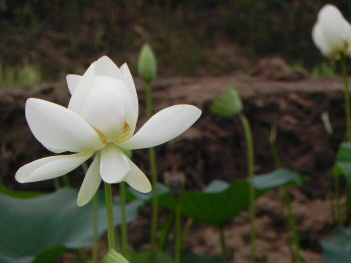 A close-up of a single lotus flower bud standing tall on its stem, poised to open above the water surface.