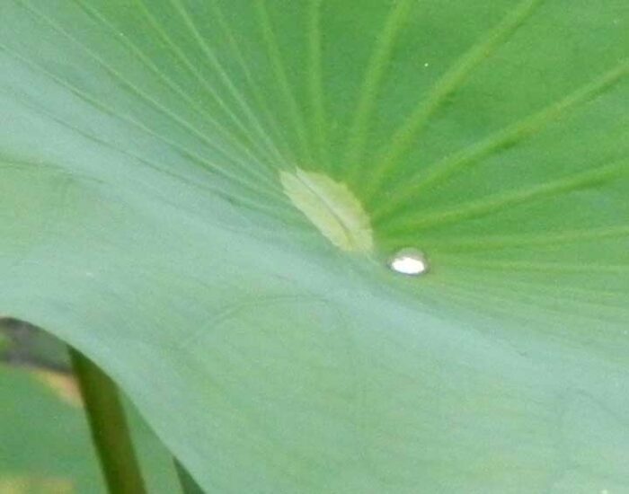 A detailed macro shot of water droplets forming perfect round beads on the highly water-repellent surface of a lotus leaf.