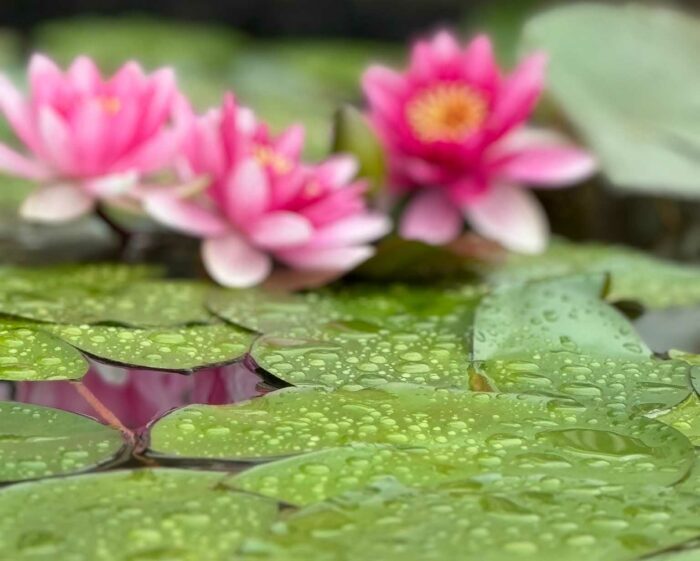 A vibrant water lily flower with white-tipped pink petals blooming softly in dim light, surrounded by leaves dotted with subtle raindrops.