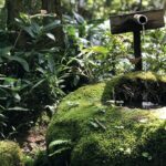 Close-up of a traditional Japanese garden featuring a bamboo water pipe trickling fresh water into a moss-covered stone bowl, illuminated by gentle morning sunlight.