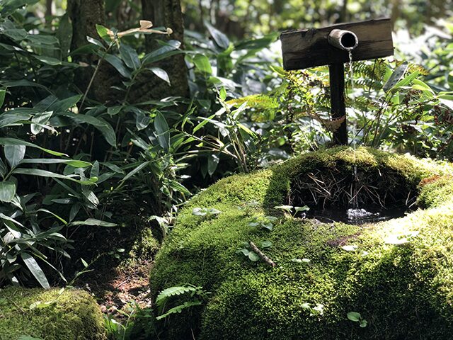 Close-up of a traditional Japanese garden featuring a bamboo water pipe trickling fresh water into a moss-covered stone bowl, illuminated by gentle morning sunlight.