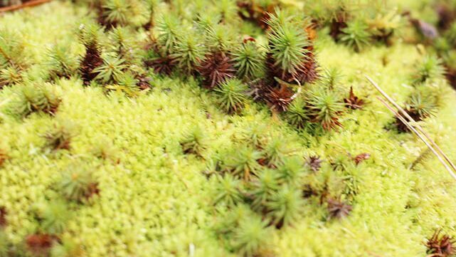 Macro photograph showing the delicate textures and fine details of lush green moss, glistening with tiny water droplets.