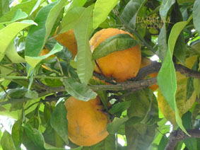A vibrant citrus fruit bathed in natural sunlight, representing the soft, luminous citrus notes in the fragrance.