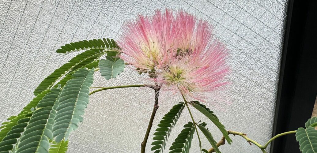 合歓の木に咲いた薄桃色の花