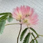 合歓の木に咲いた薄桃色の花
