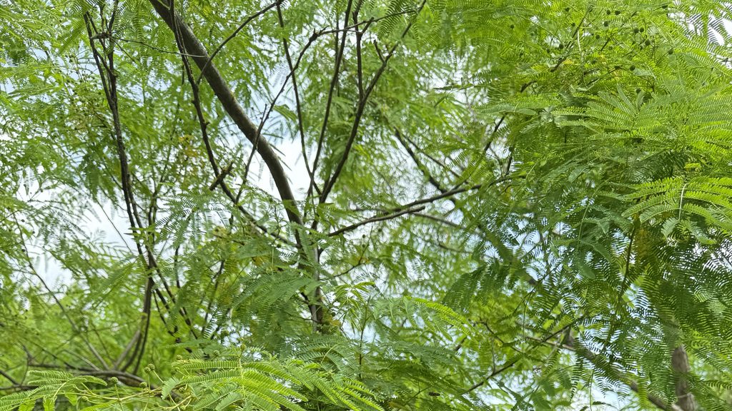 高く枝を広げる大きな合歓の木