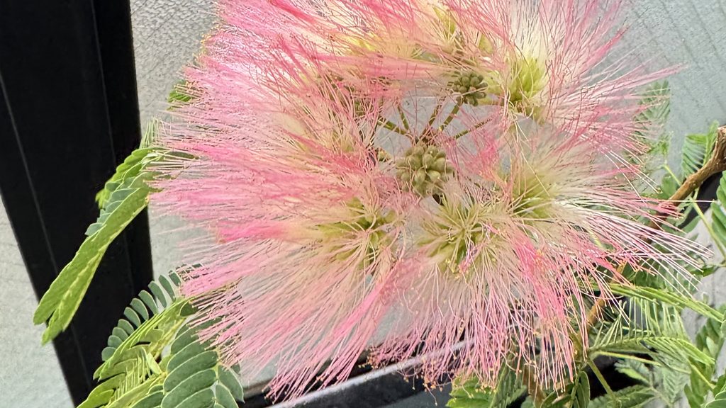 合歓の花の細い雄蕊と先端についた葯