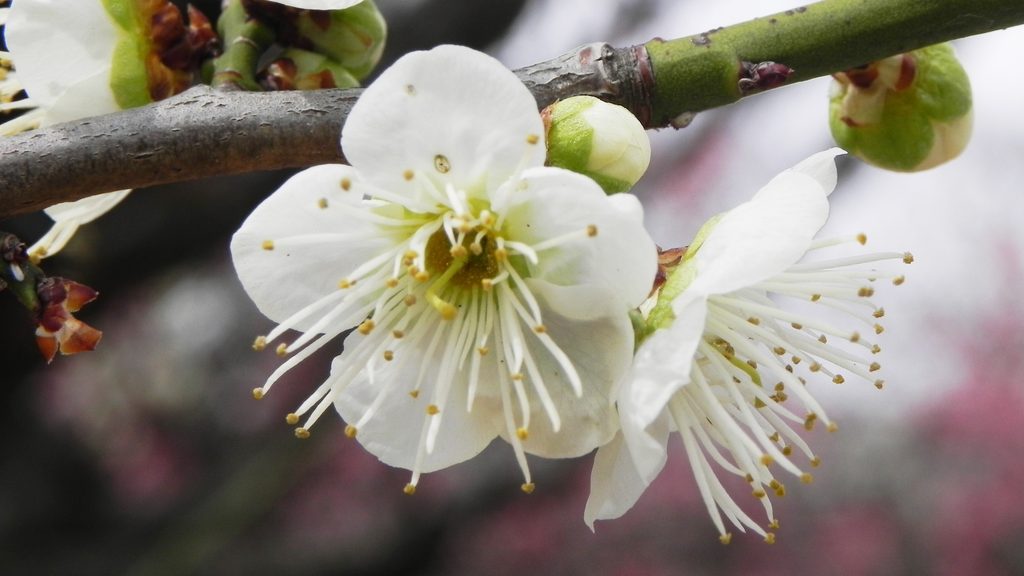 丸いつぼみとともに咲く白い梅の花