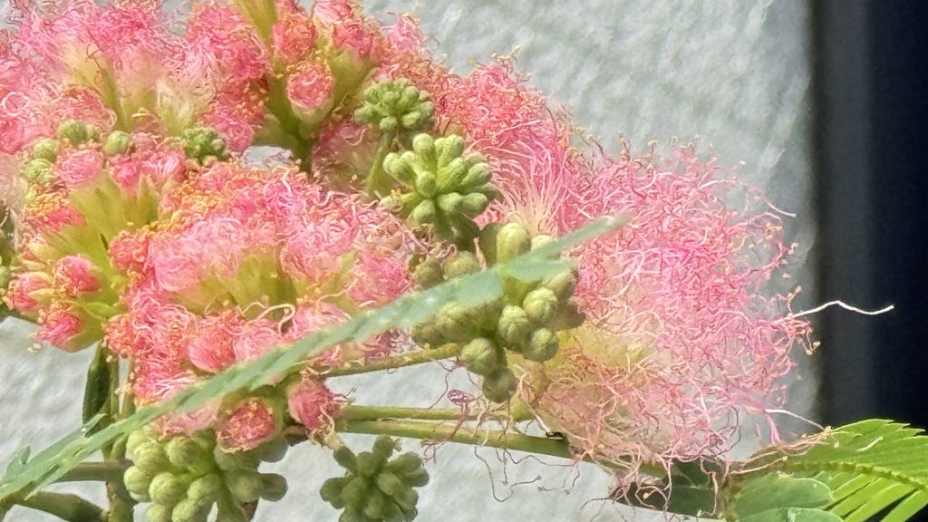 開き始めた合歓の花と縮れたピンク色の雄蕊